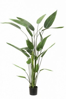 419838-heliconia-175cm-firstgreen-by.jpg