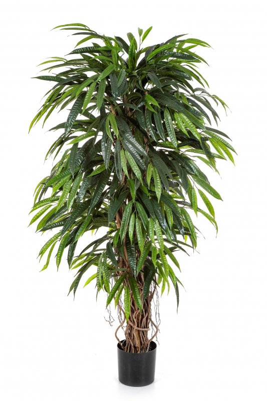  longifolia-liana-de-luxe-150-210-firstgreen.by.jpg