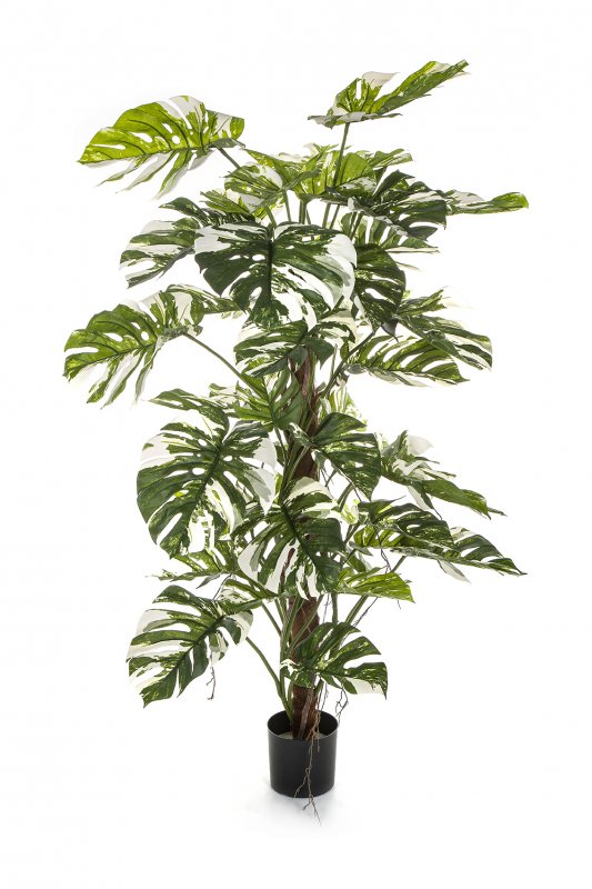 51705NW-iskusstvennaya-monstera-variegatnaya-opora-160-sm-treez-firstgreen.by.jpg