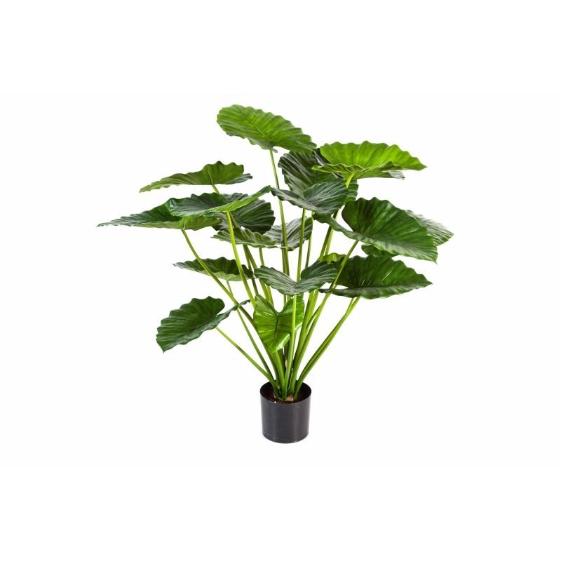 alocasia-calidora-75-95-firstgreen.by.jpg