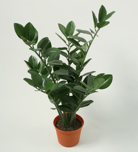 5655-zamioculcas-45cm-firstgreen-by.jpg