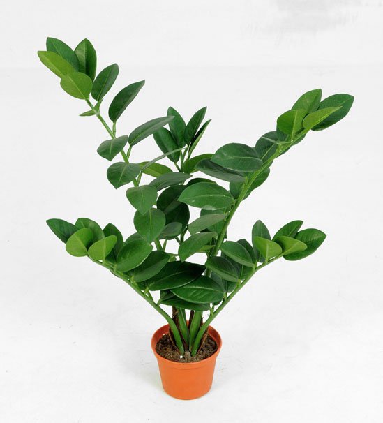 5853-zamioculcas-50cm-firstgreen-by.jpg