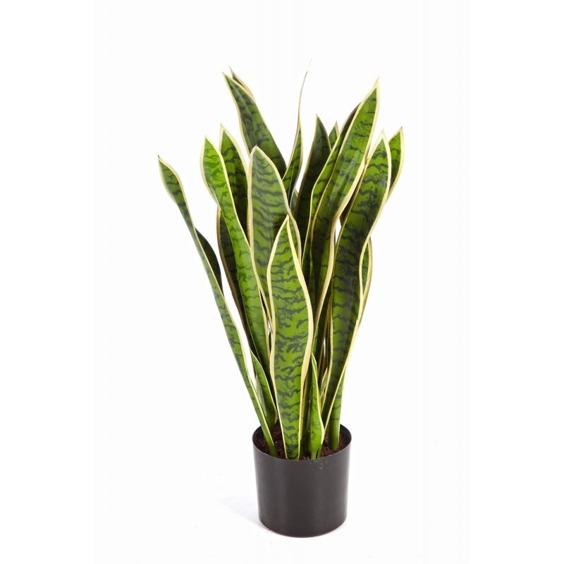 6280NG-firstgreen.by_sansevieria-pestraya-80-93.jpg