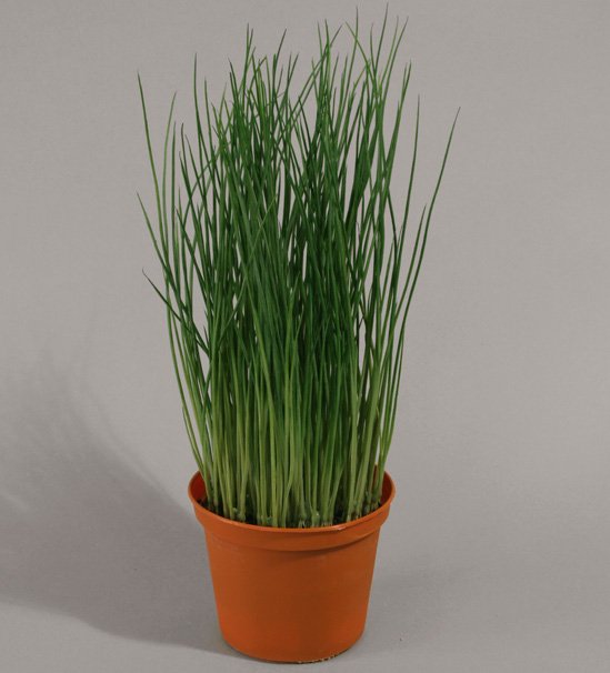 823-1-carex-bush-30cm-firstgreen-by.jpg