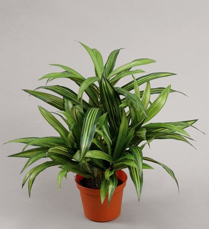 868-1-dracaena-jamaica-bush-34cm-firstgreen-by.jpg