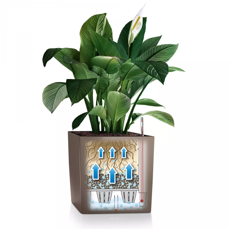 lechuza-cube-premium-50-firstgreen.by.jpg