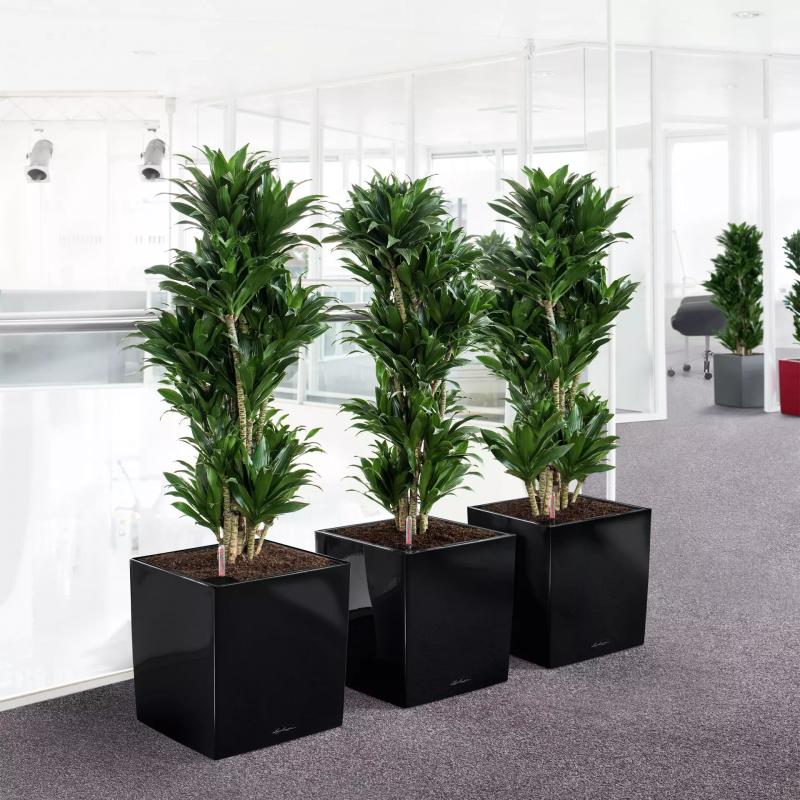lechuza-cube-premium-50-firstgreen.by.jpg