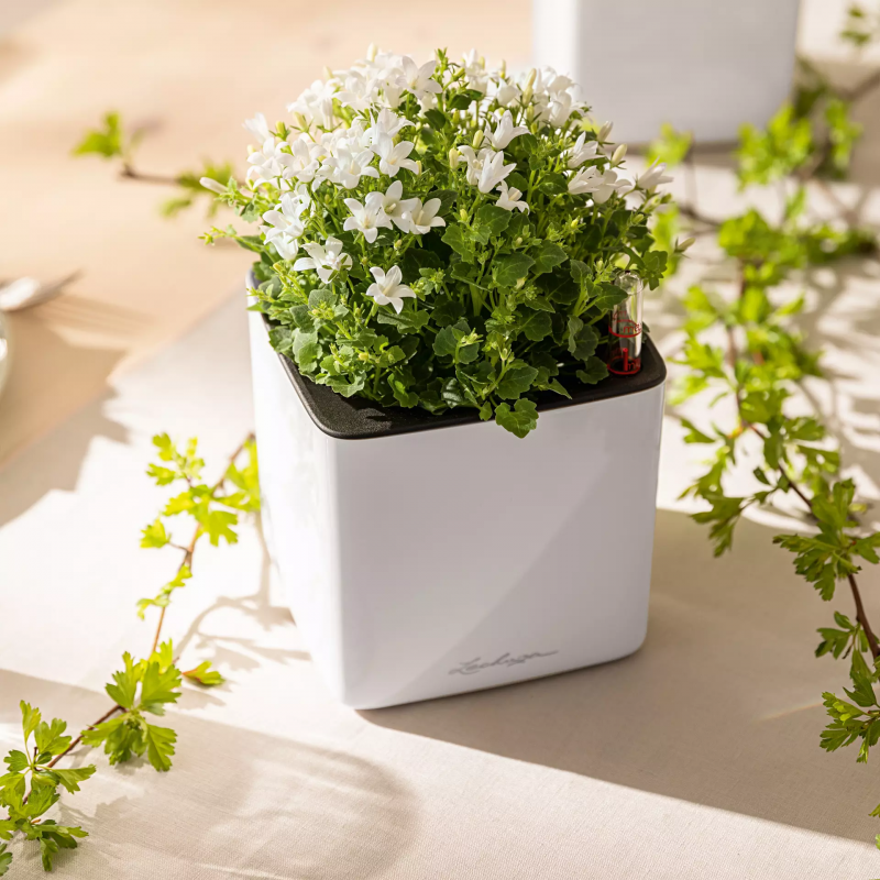 lechuza-cube-glossy-14-firstgreen.by.jpg