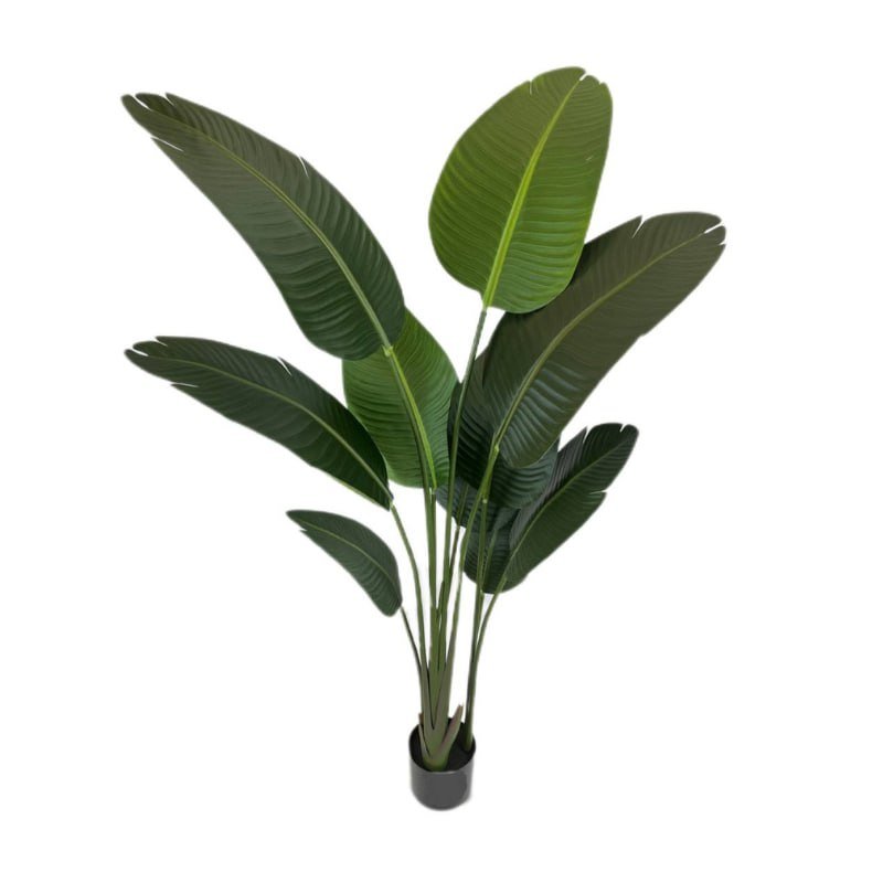 GP-001/165-banana-palm-165cm-firstgreen.by.jpg