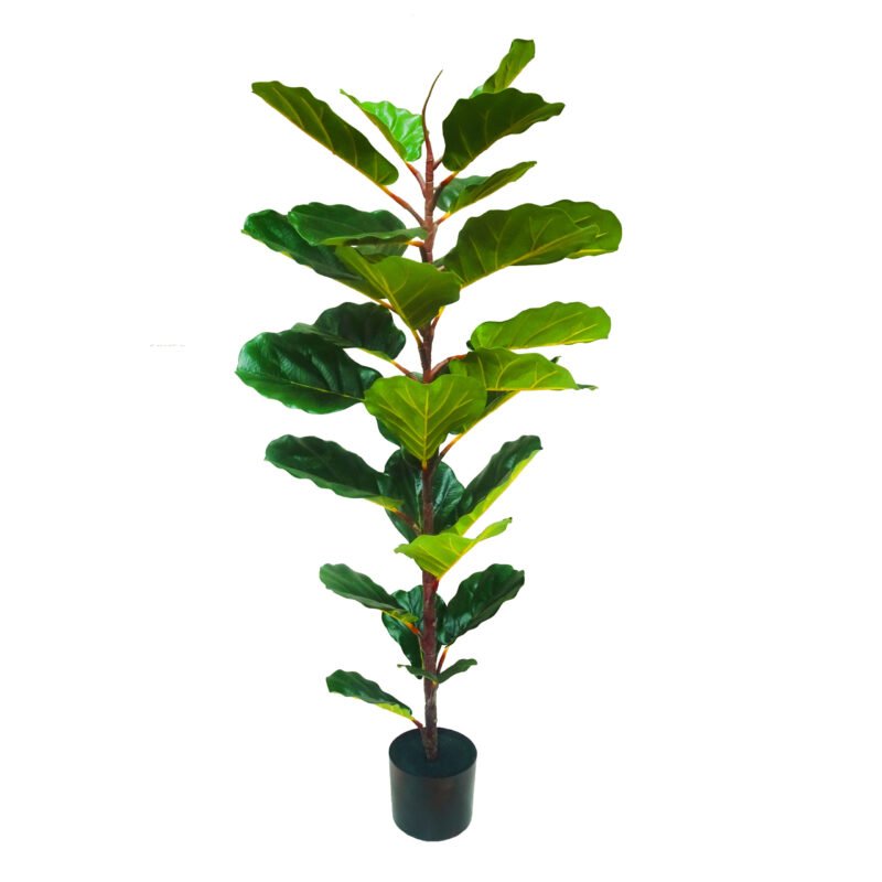 GP-024-120-firstgreen.by‑iskusstvennyy‑fikus‑lirata‑120.jpg