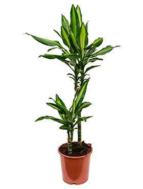 dracaena_cintho_45_15_d19-80 45-15.jpeg