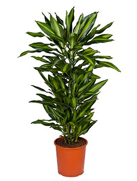 dracaena_cintho_branched_multi_ d27-130.jpeg