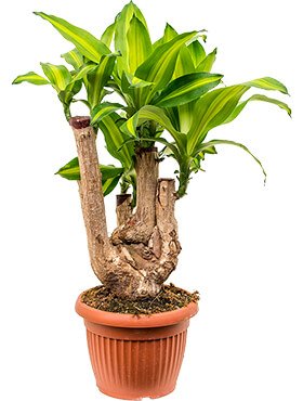 Драцена Массанжеана бранчевая 70