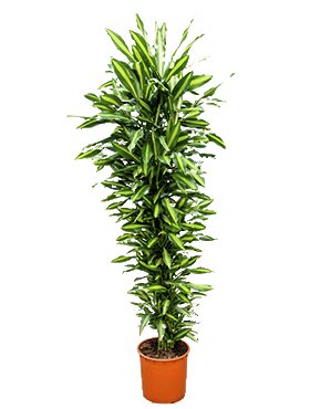 dracena_cintho_branched_multi.jpg