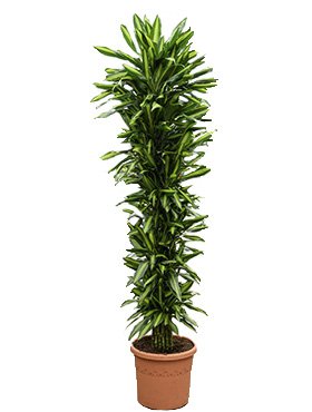 dracena_cintho_branched_multi_220.jpg