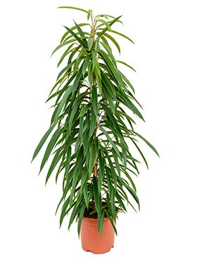 ficus_alii_tuft_21_100.jpeg