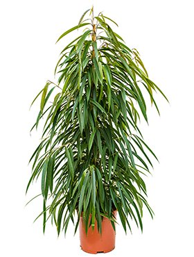 ficus_alii_tuft_27_135.jpeg
