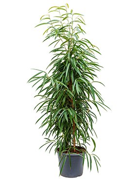 ficus_alii_tuft_35_160.jpeg