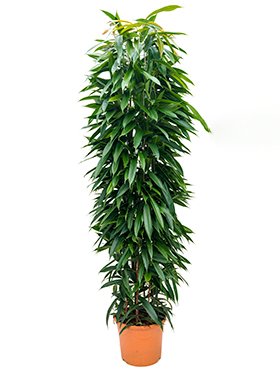 ficus_amstel_king_column_31_180.jpeg