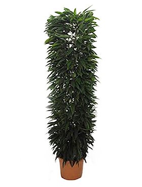 ficus_amstel_king_column_48_250.jpeg