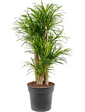 pleomele_anita_variegata_branched_27_100.jpeg