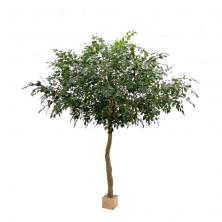 Фикус Гигантский Амбрелла