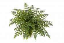 Папоротник Athyrium 90 см — Вдохновение лесом в вашем доме