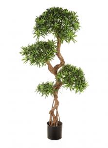 Подокарпус на кривом стволе 135 см и 160 см