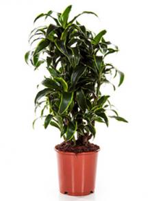 Драцена Дорадо бранчевая