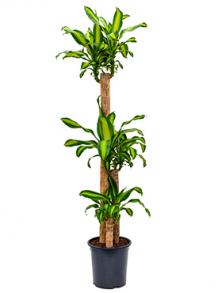 Драцена Массанжеана 170