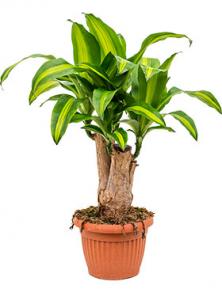 Драцена Массанжеана бранчевая 60