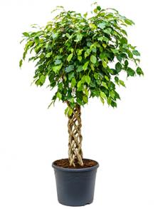 Фикус Бенджамина Цилиндр 130