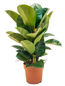 Фикус Робуста 75