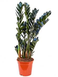 Замиокулькас Равен 90