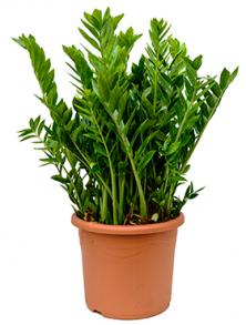 Замиокулькас 110